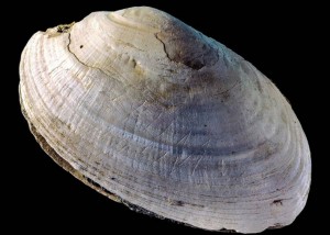 etched-shell-Java-homo-erectus