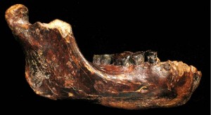 Fossilized-jawbone