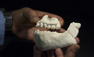 New-Species-Early-Human