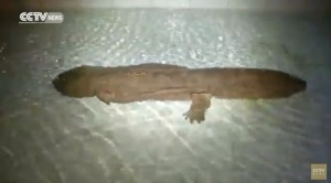 salamander-2