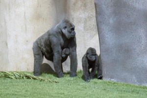 gorilla-dna