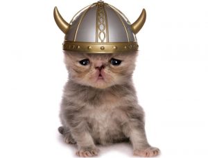 viking-kitten