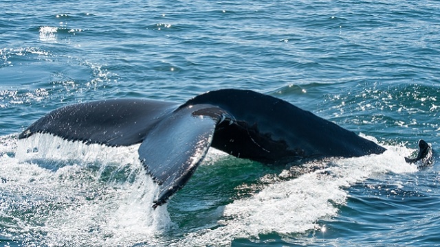 A Whale