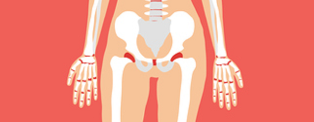 Drawing of the human female pelvic bones