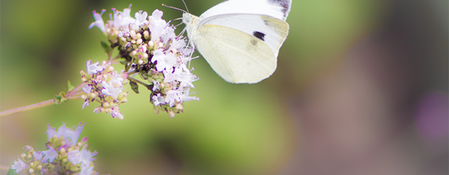 Cabbage white butterfly sitting on flowers