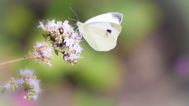 Cabbage white butterfly sitting on flowers