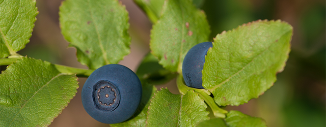 Bilberries and leaves on a twig