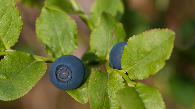 Bilberries and leaves on a twig