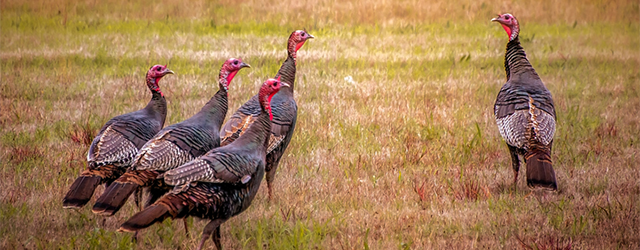 wild turkeys