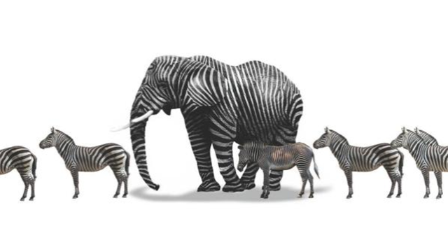 Zebras walking with a striped elephant, from the cover of Everybody Lies
