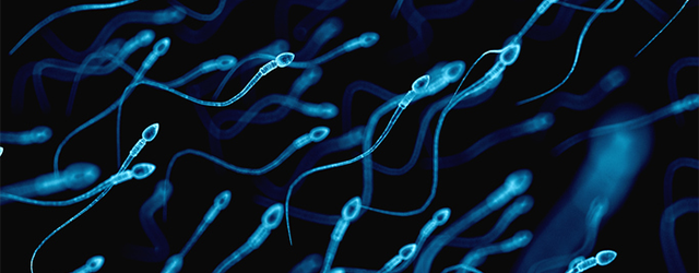 a microscopic image of sperm cells