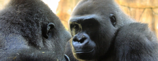 two male gorillas