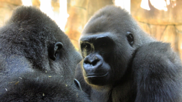 two male gorillas