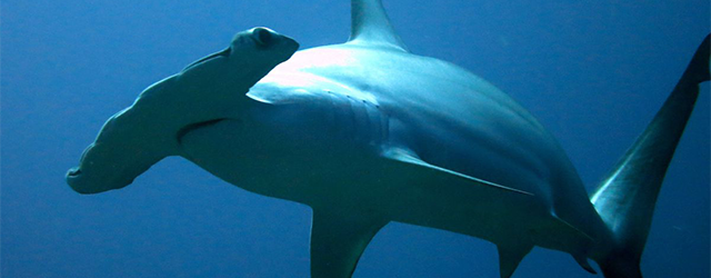 A hammerhead shark