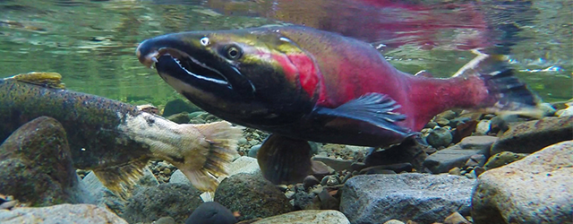 Pacific Salmon