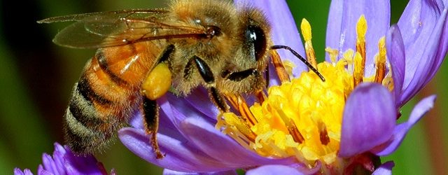 A honey bee on a flower