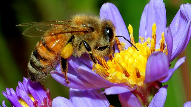 Honey Bee 20180712 