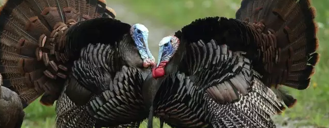 Two wild turkeys