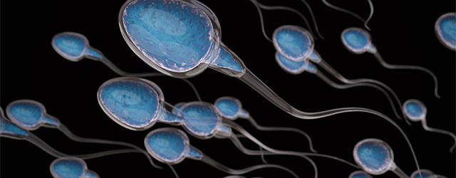 sperm cells