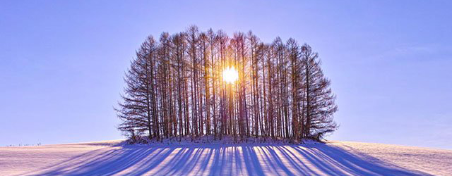 The sun shines through a stand of trees on a snowy landscape.